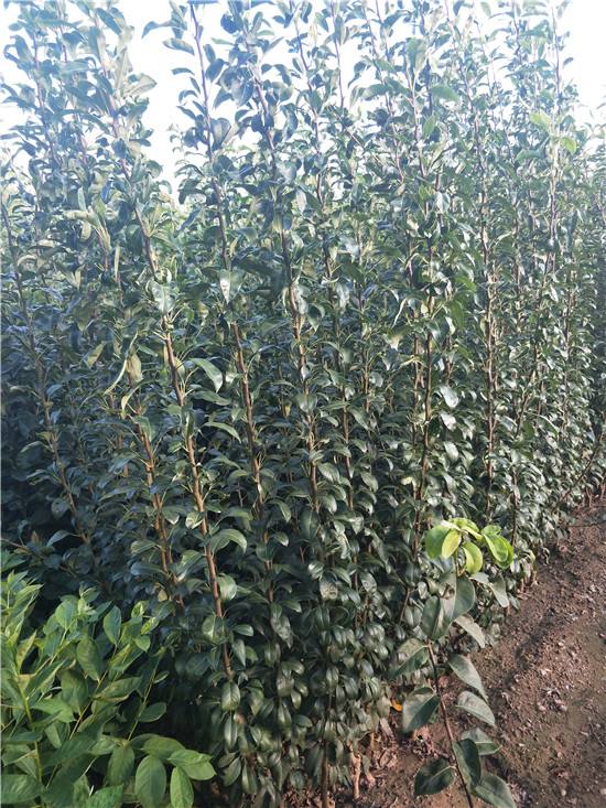 新疆庫爾勒香梨樹苗價格