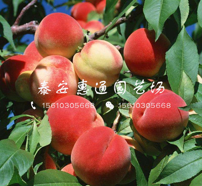 河南桃樹嫁接苗基地