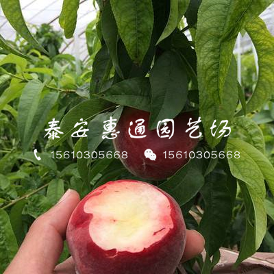 河南桃樹嫁接苗基地