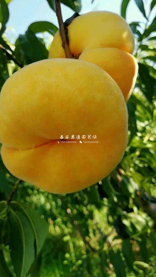 內(nèi)蒙古桃樹嫁接苗什么價(jià)格