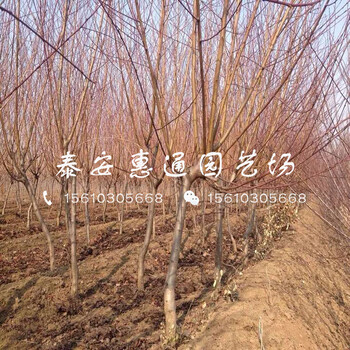 內(nèi)蒙古桃樹(shù)嫁接苗什么價(jià)格