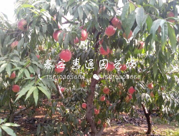 河南桃樹嫁接苗基地