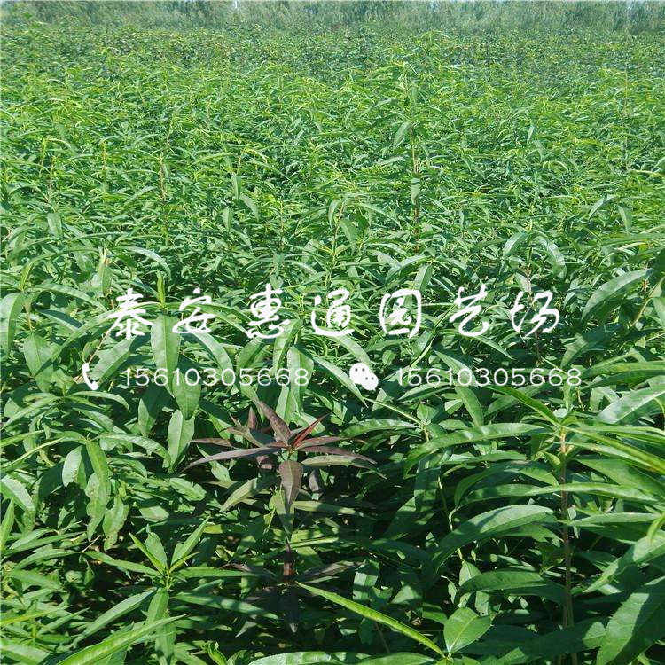 貴州桃樹嫁接苗什么價(jià)格