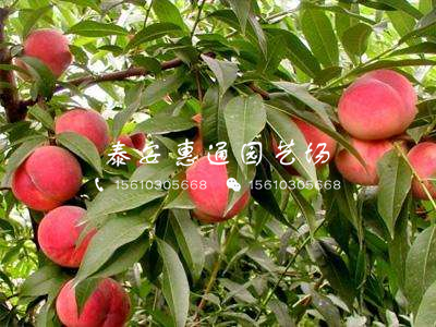 內(nèi)蒙古桃樹嫁接苗什么價(jià)格