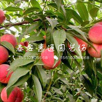 河南桃樹嫁接苗基地