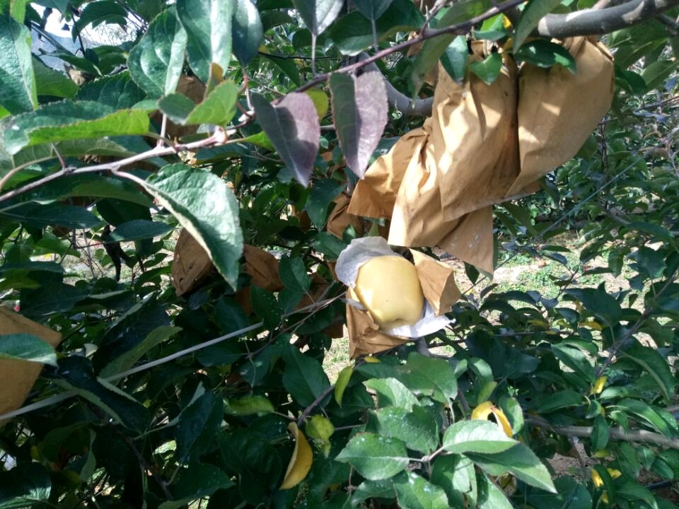 蜜脆苹果苗基地、蜜脆苹果苗出售