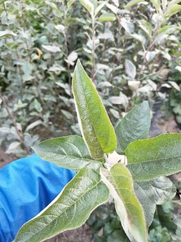 蜜脆苹果苗基地、蜜脆苹果苗出售