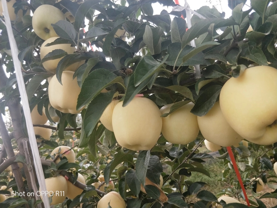 蜜脆苹果苗基地、蜜脆苹果苗出售