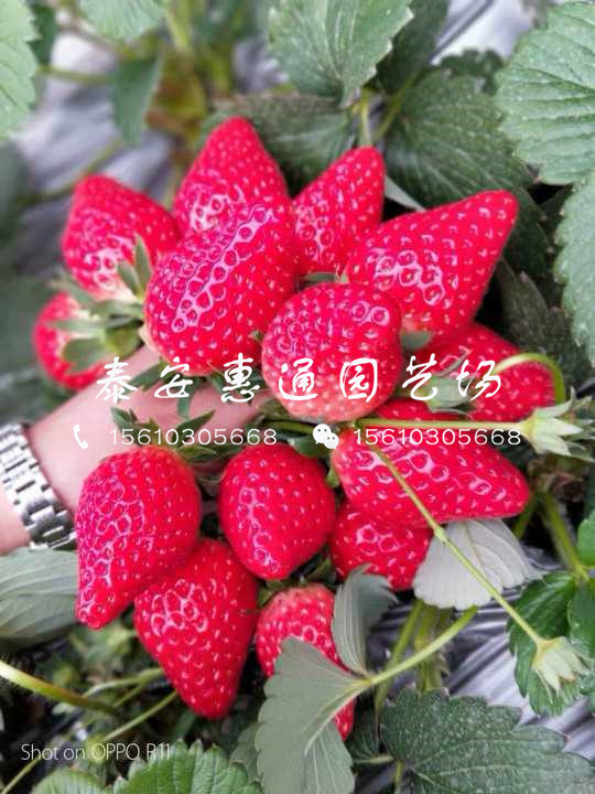 蜜宝草莓苗基地、蜜宝草莓苗怎么卖