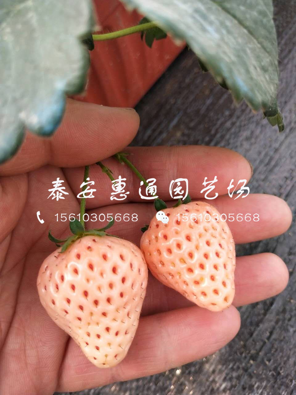 白草莓草莓苗哪里有、2019白草莓草莓苗基地