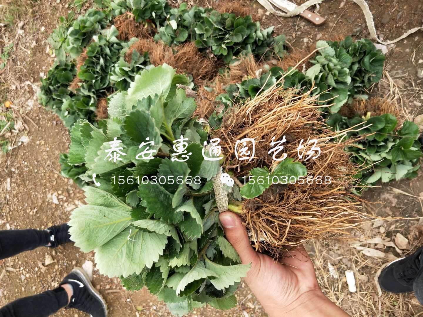 红玫瑰草莓苗基地、红玫瑰草莓苗批发