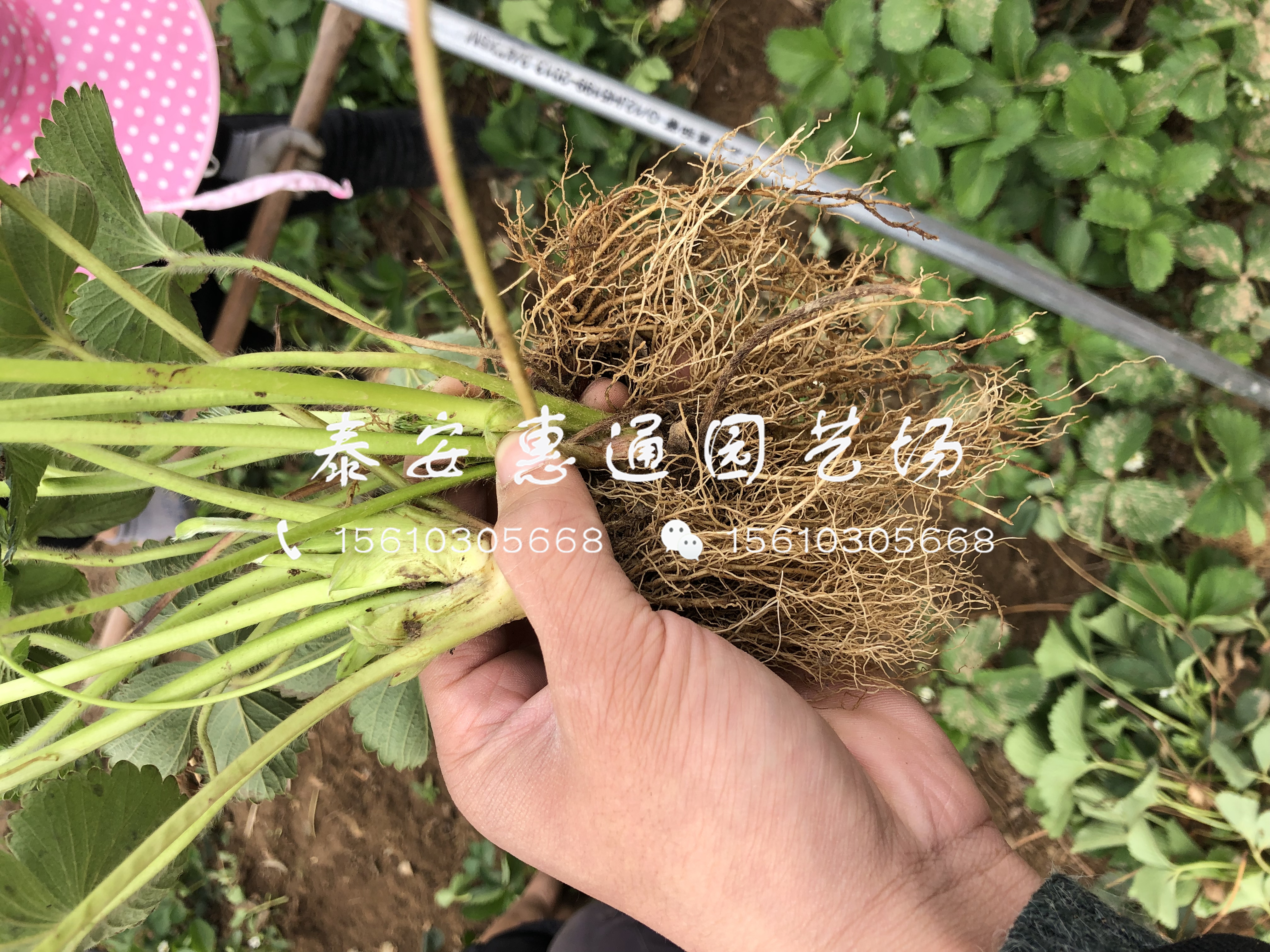 红玫瑰草莓苗基地、红玫瑰草莓苗批发