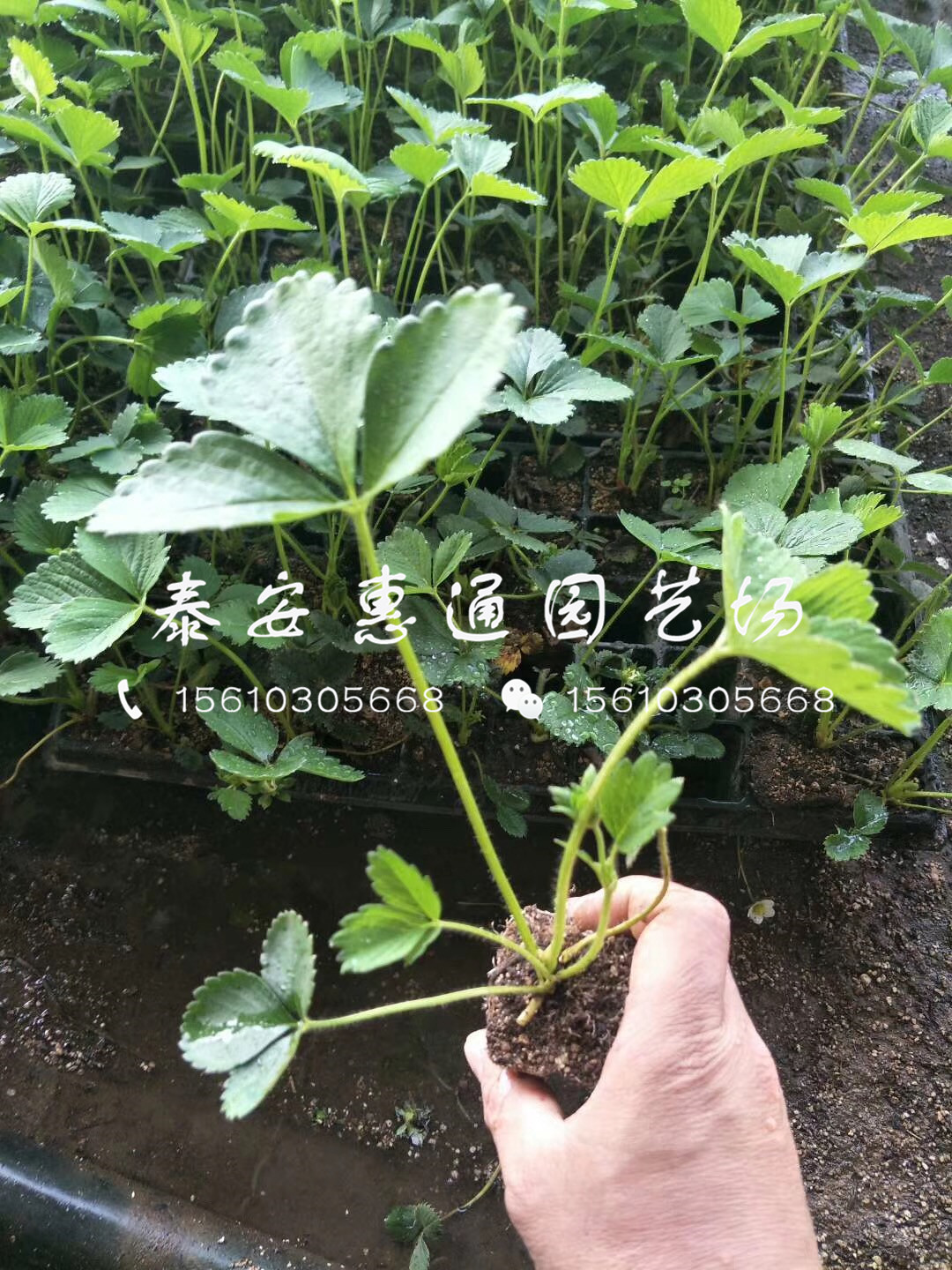 白草莓草莓苗哪里有、2019白草莓草莓苗基地