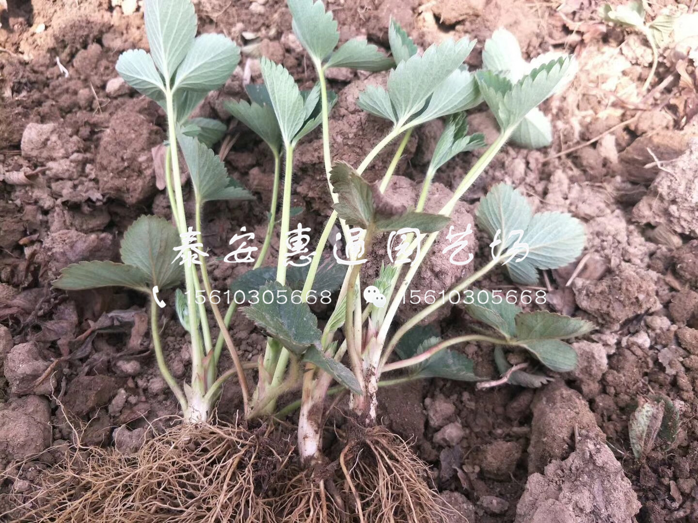 新草莓苗哪里有、2019新草莓苗基地