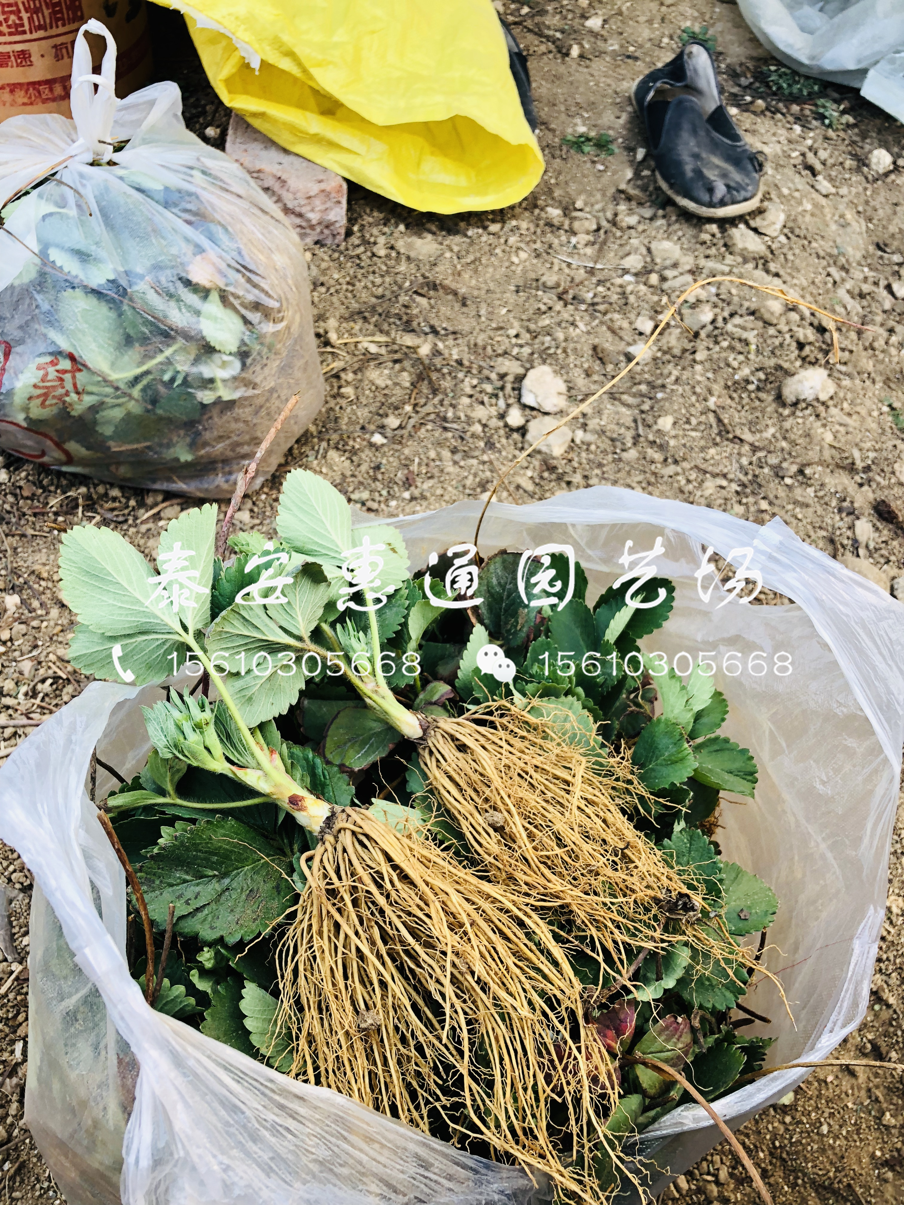 白草莓草莓苗哪里有、2019白草莓草莓苗基地