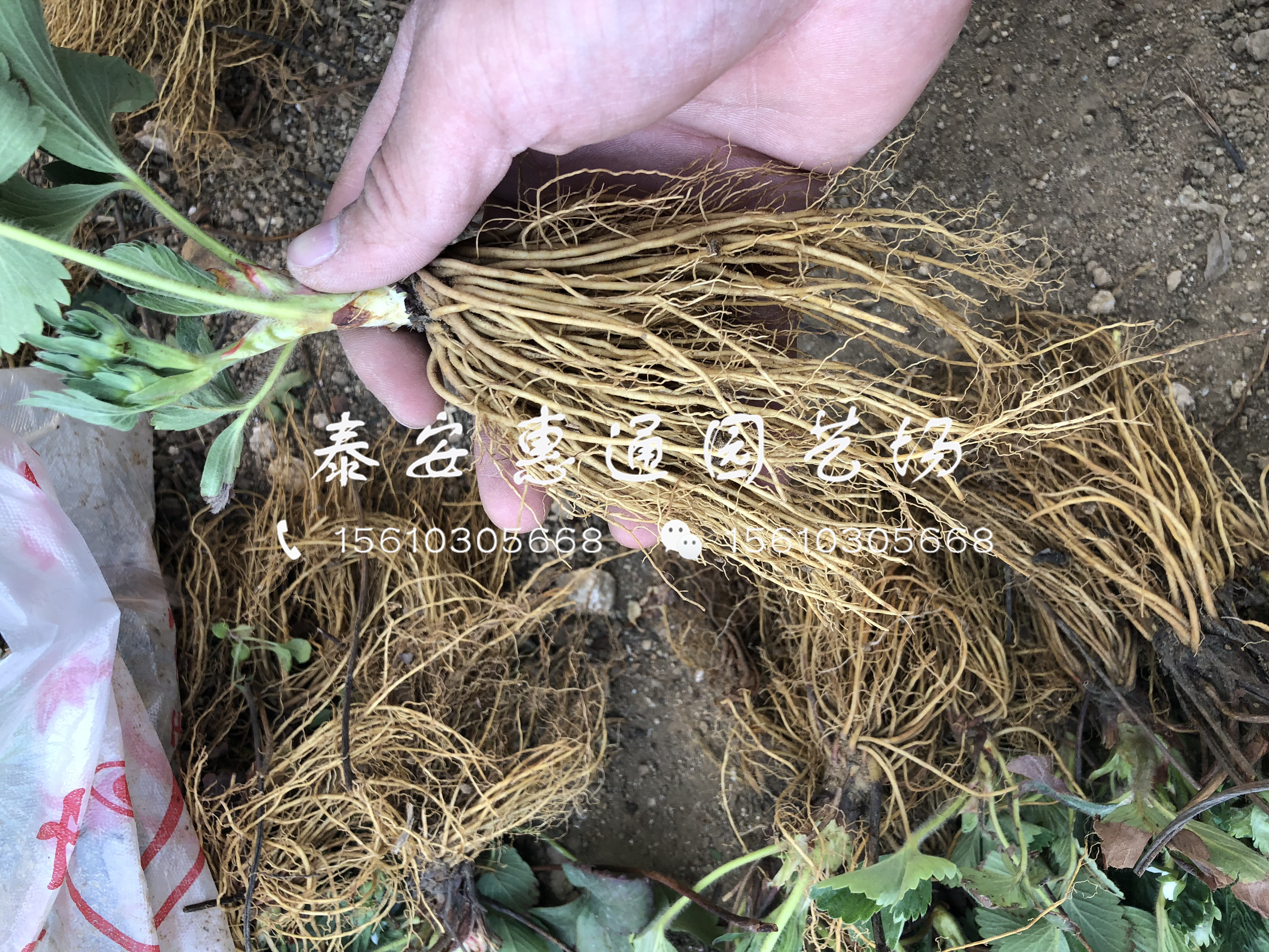 白草莓草莓苗哪里有、2019白草莓草莓苗基地