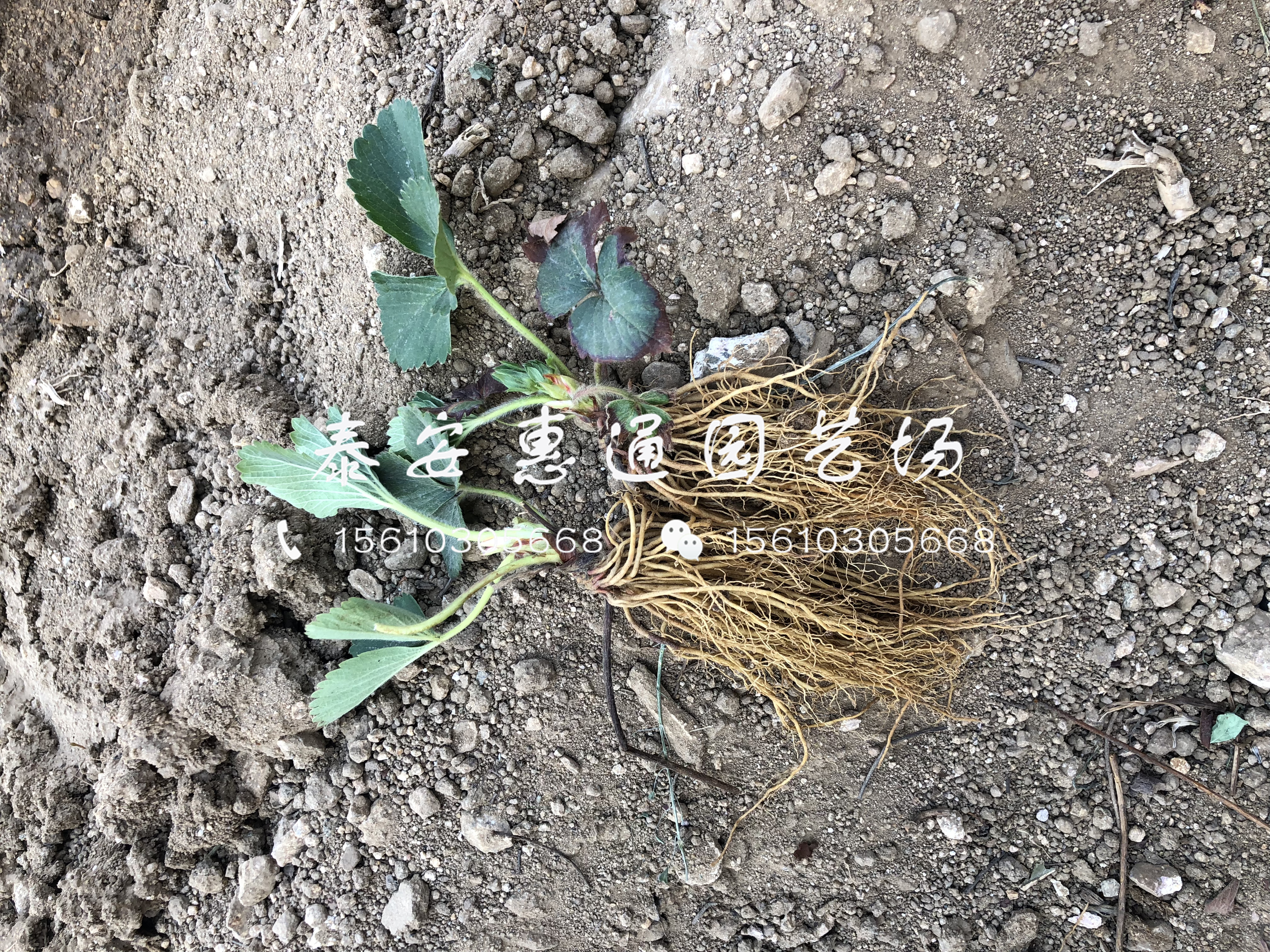 新草莓苗哪里有、2019新草莓苗基地