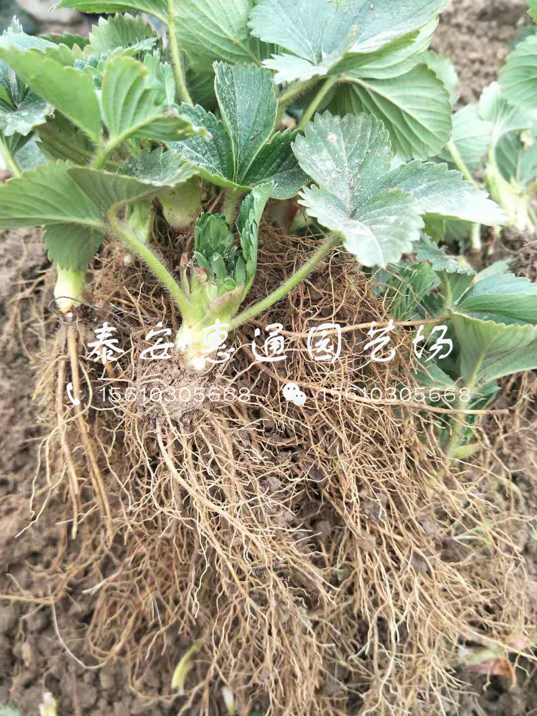 大雪草莓苗多少钱、大雪草莓苗便宜价格