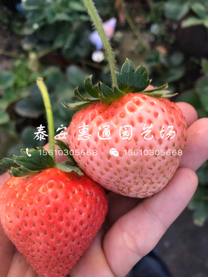 甜查理草莓苗哪里有、2019甜查理草莓苗基地