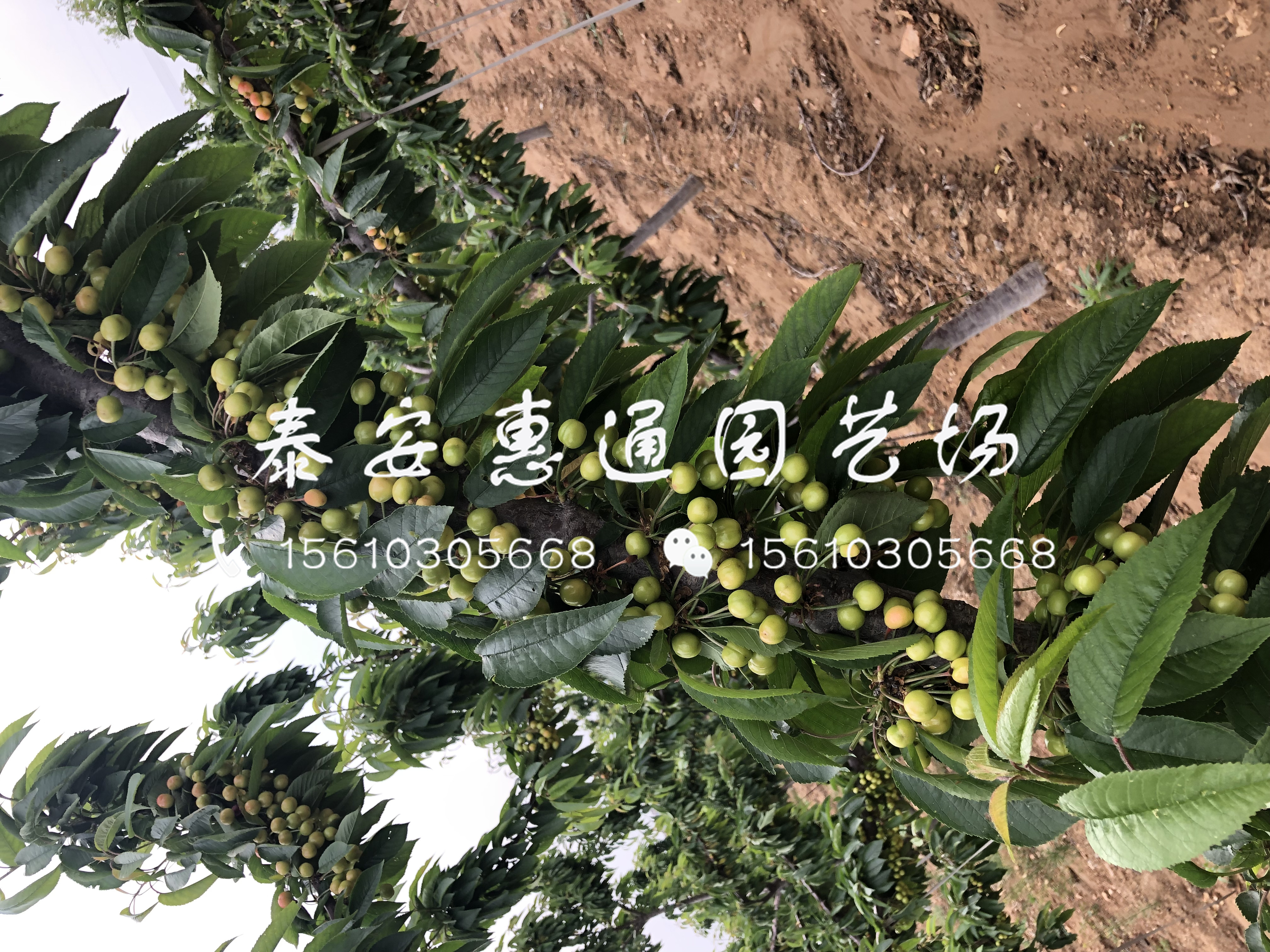 出售紅燈櫻桃樹(shù)、紅燈櫻桃樹(shù)廠家