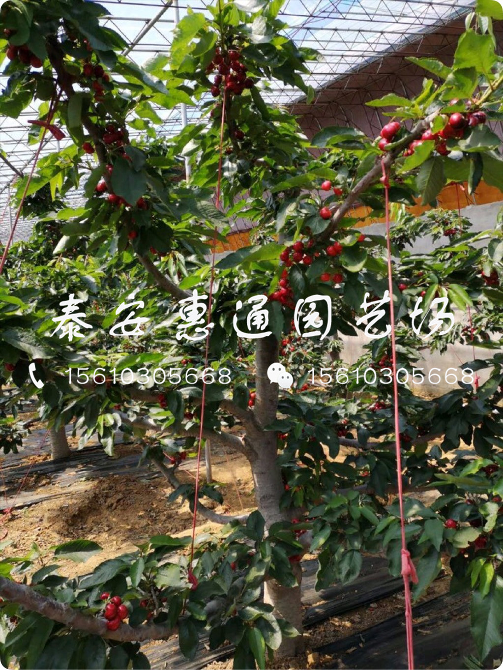 耐寒的紅燈櫻桃樹、紅燈櫻桃樹一畝地產量