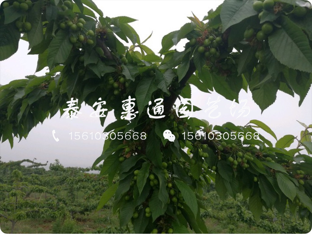 抗凍的紅燈櫻桃樹、紅燈櫻桃樹技術管理