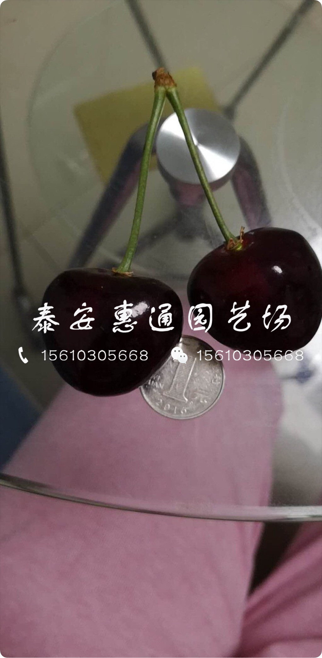 耐寒的紅燈櫻桃樹(shù)、紅燈櫻桃樹(shù)育苗基地