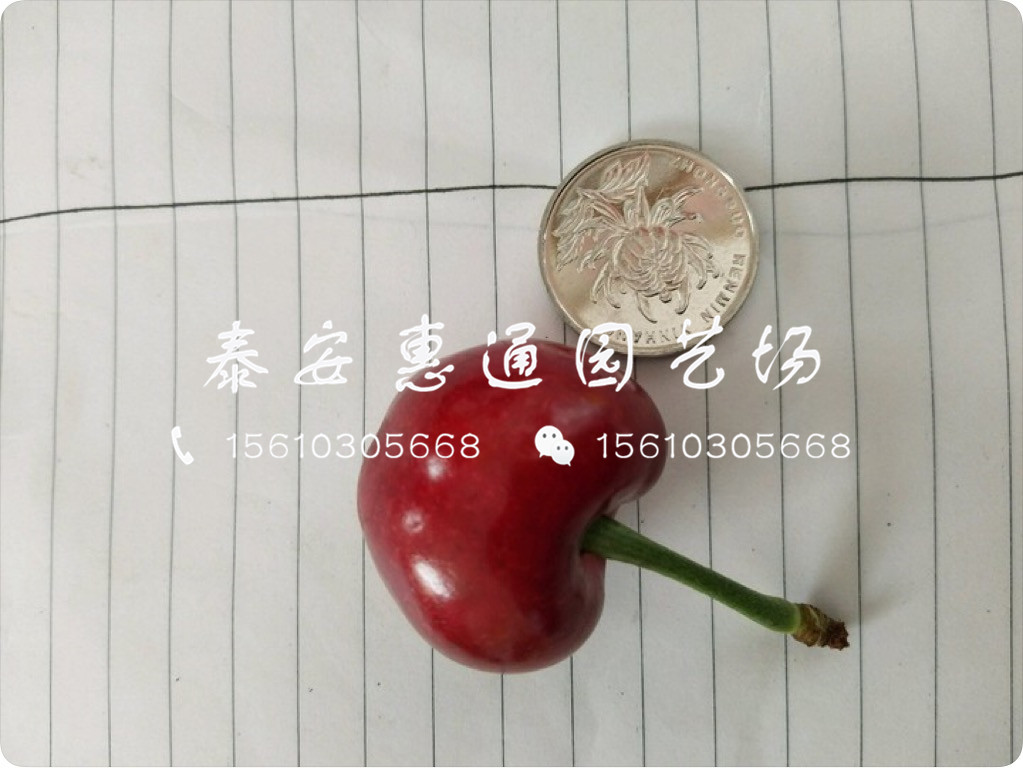 抗凍的紅燈櫻桃樹、紅燈櫻桃樹技術管理