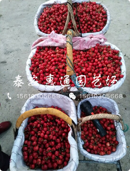 紅燈櫻桃樹去年價格、紅燈櫻桃樹介紹