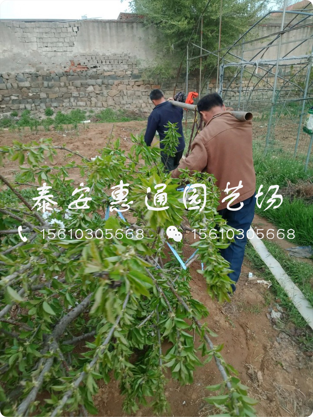 抗凍的紅燈櫻桃樹、紅燈櫻桃樹技術管理