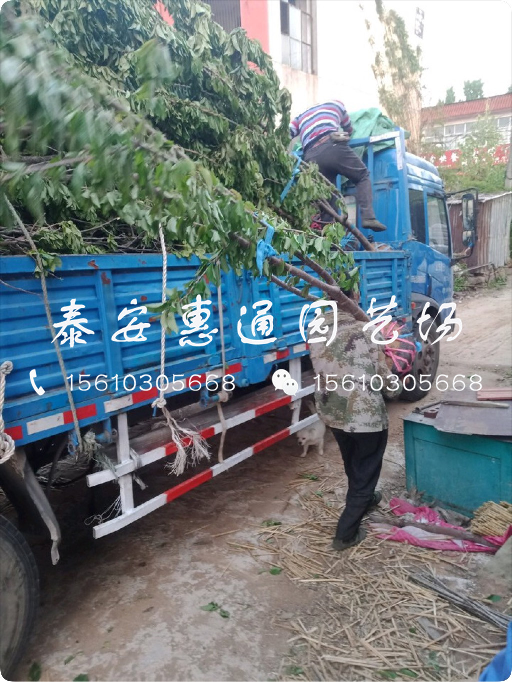 抗旱的紅燈櫻桃樹出售價錢
