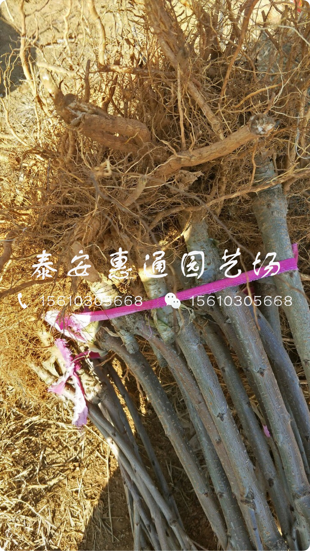 山東紅燈櫻桃樹、紅燈櫻桃樹搭配什么授粉樹