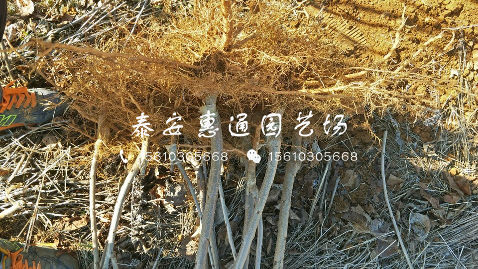 耐寒的紅燈櫻桃樹什么價格