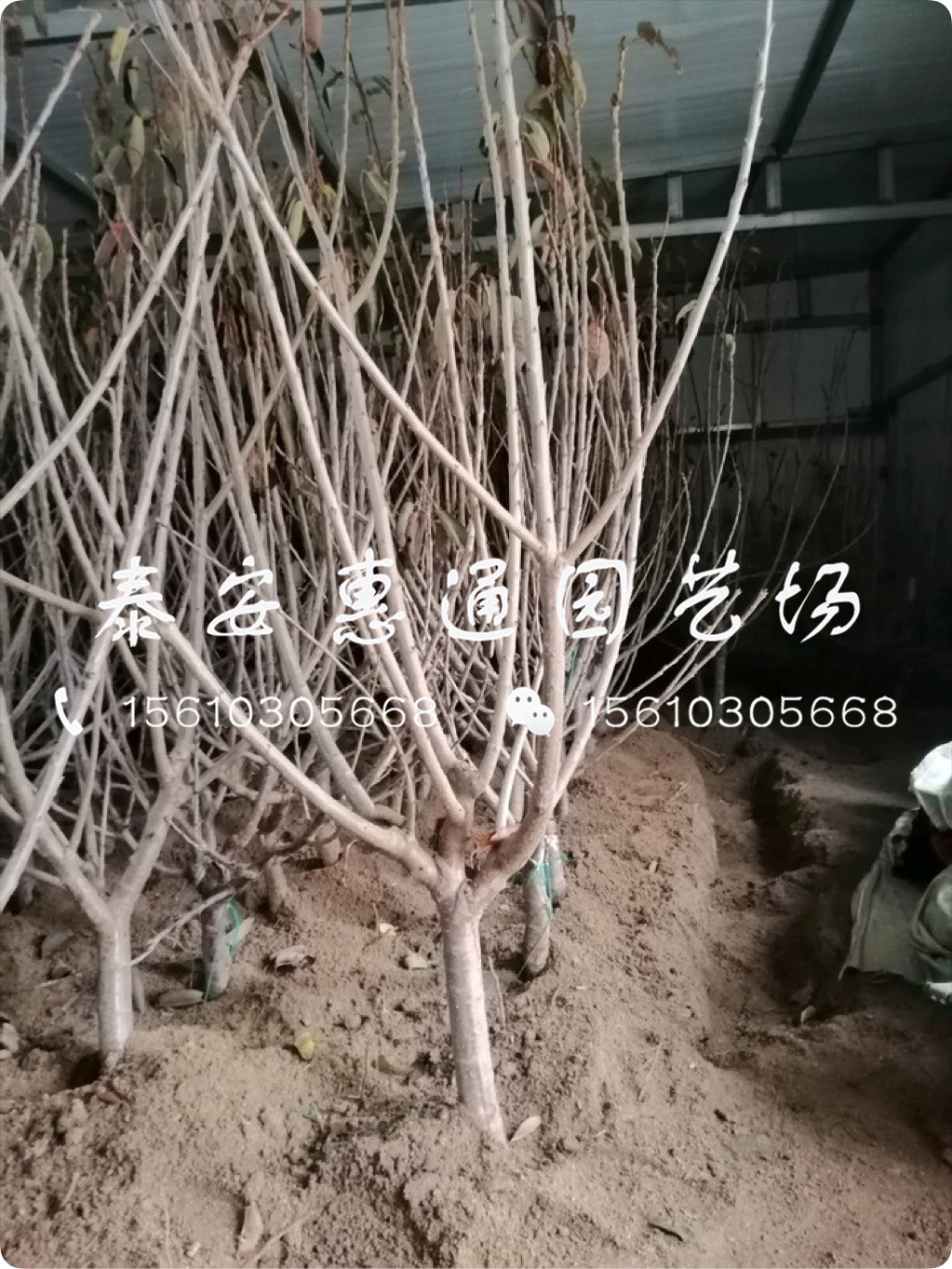 抗凍的紅燈櫻桃樹、紅燈櫻桃樹技術管理