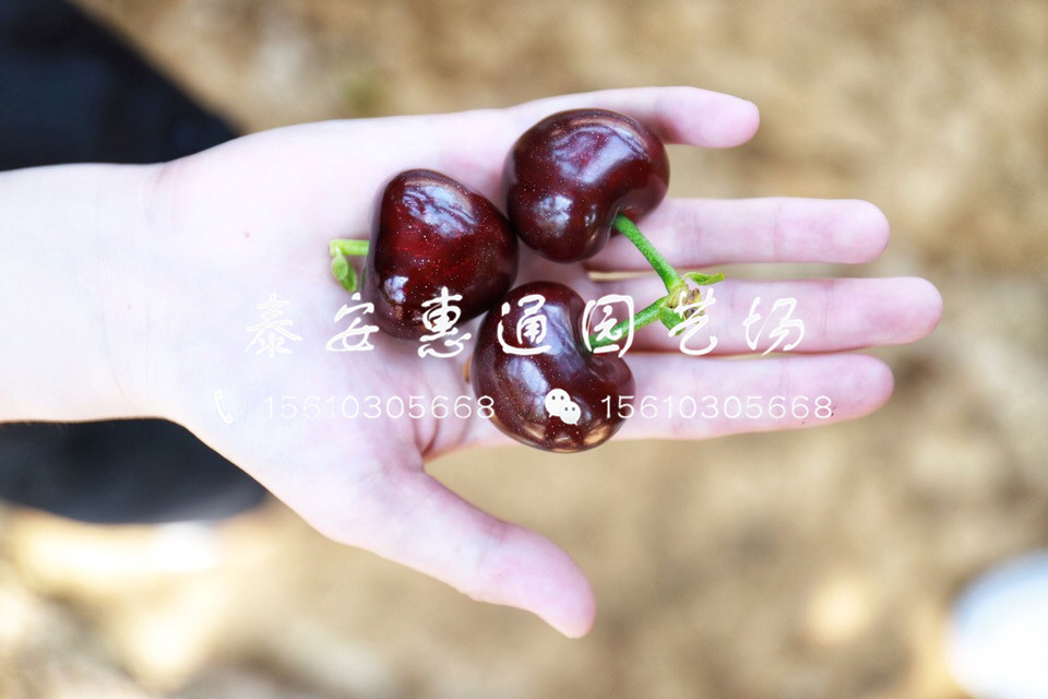 出售紅燈櫻桃樹(shù)、紅燈櫻桃樹(shù)廠家