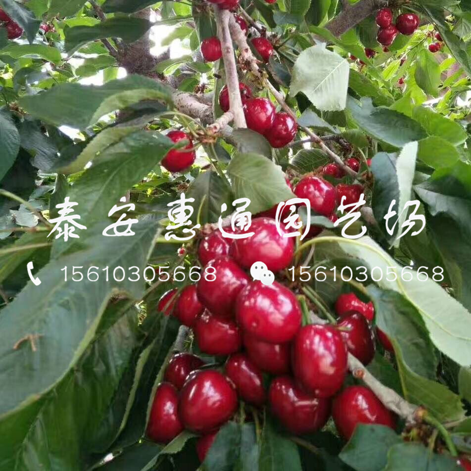 紅燈櫻桃樹帶土價格、紅燈櫻桃樹介紹