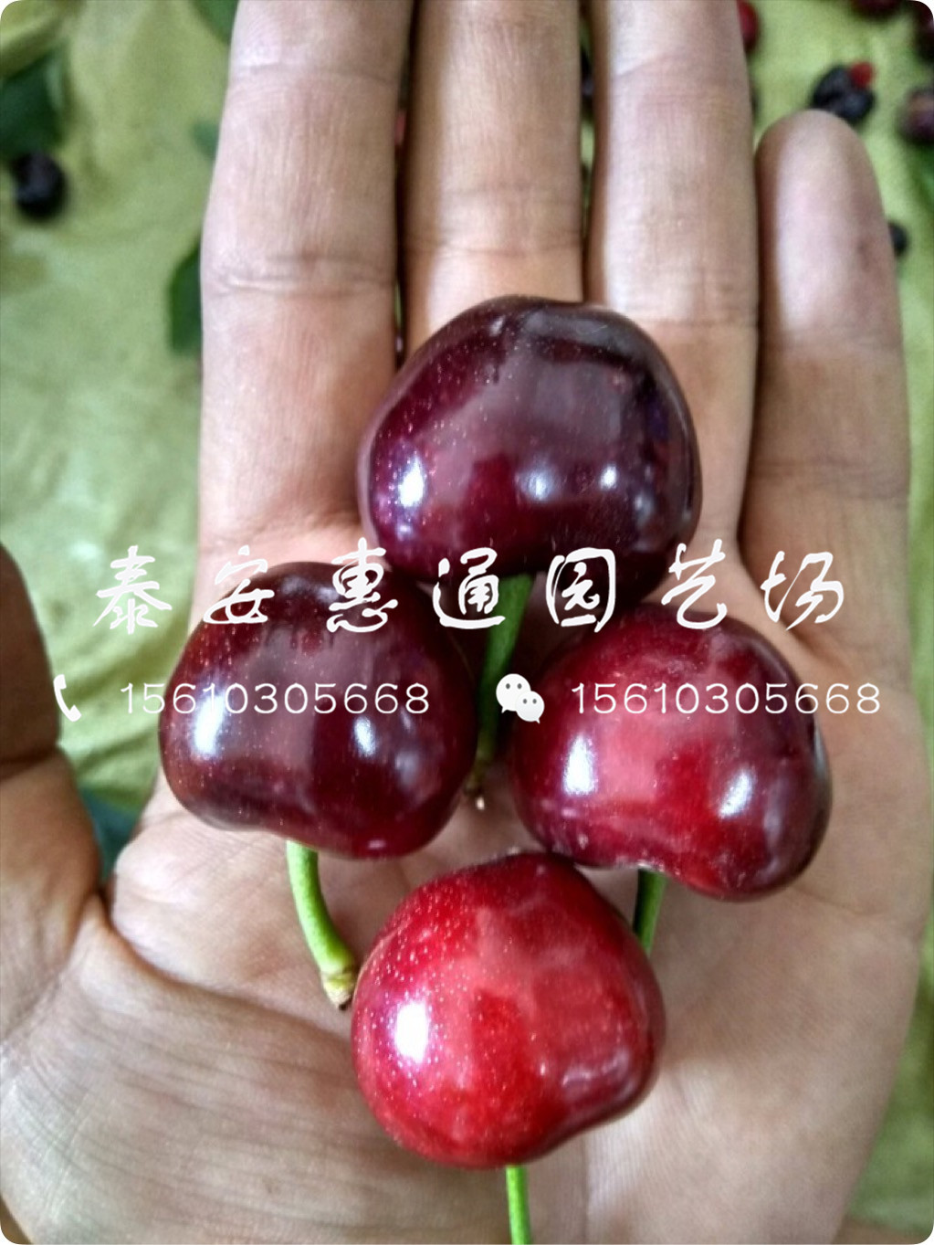 山東紅燈櫻桃樹、紅燈櫻桃樹搭配什么授粉樹
