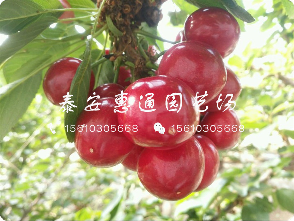 紅燈櫻桃樹(shù)多少錢(qián)、紅燈櫻桃樹(shù)種植技術(shù)