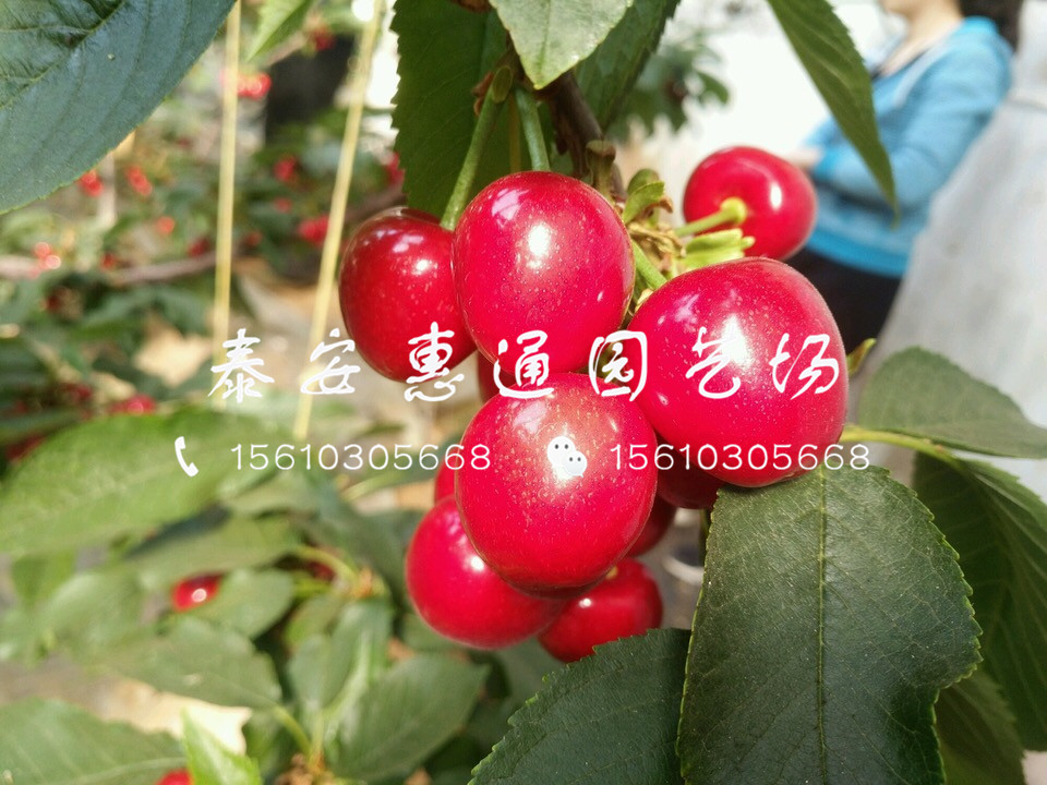 求購紅燈櫻桃樹、紅燈櫻桃樹一畝地多少棵