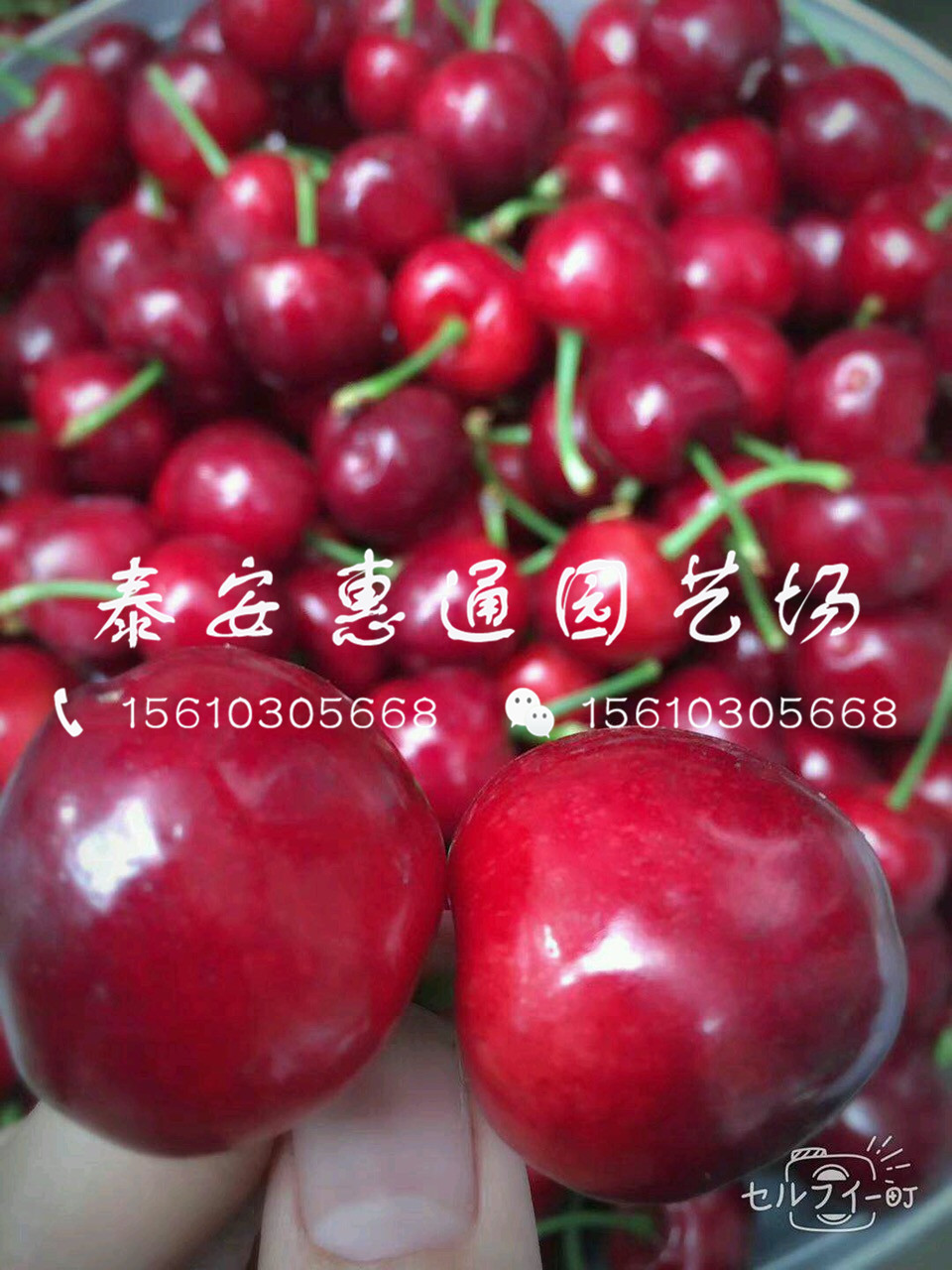 耐寒的紅燈櫻桃樹多少錢一株