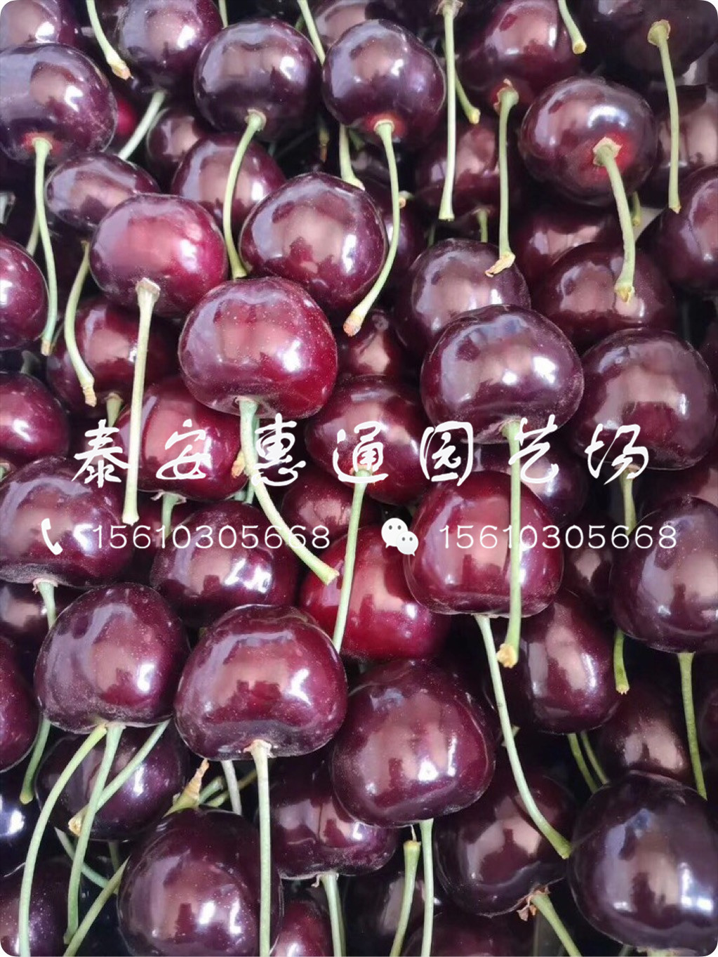 山東紅燈櫻桃樹、紅燈櫻桃樹搭配什么授粉樹