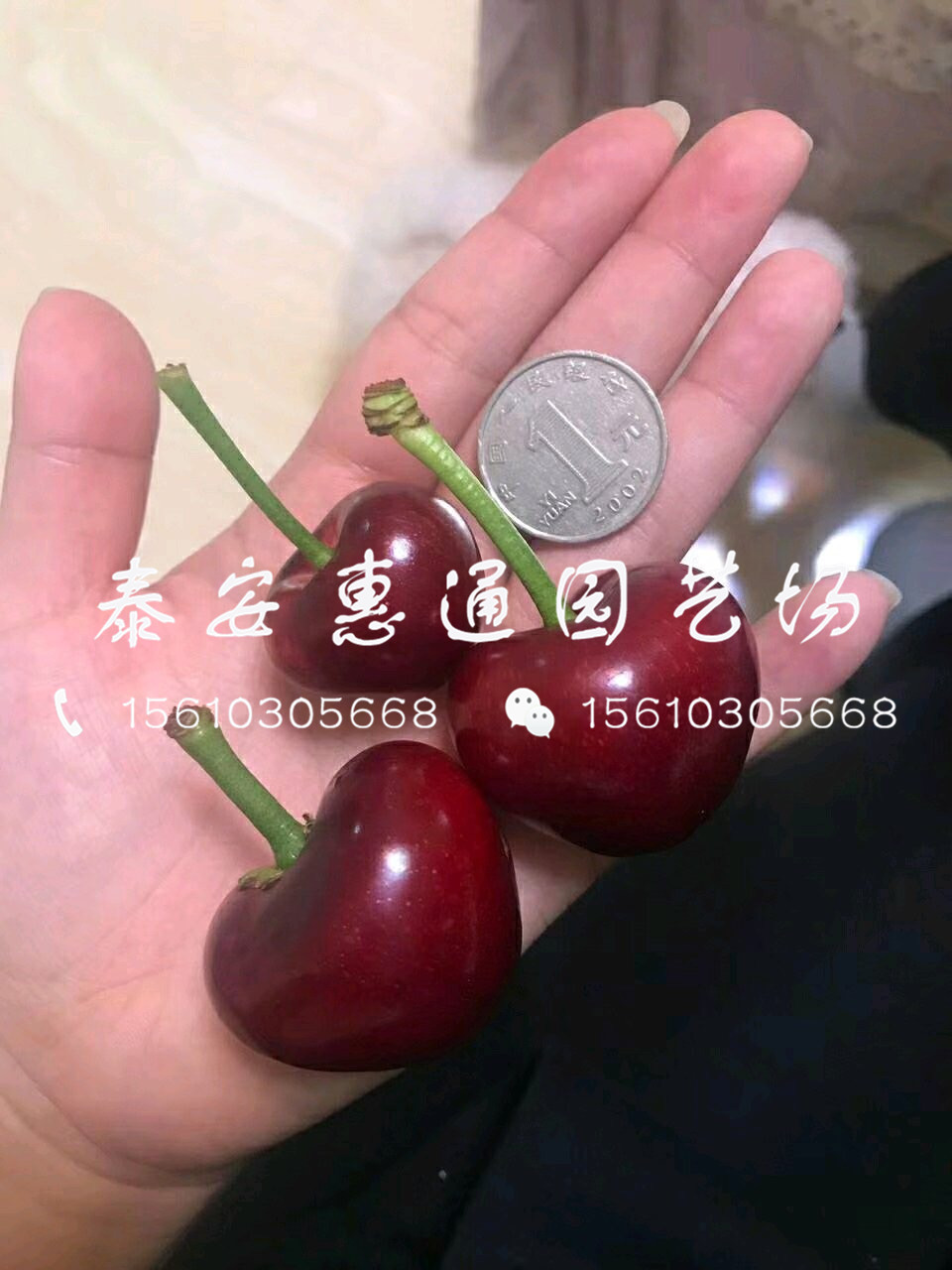 抗凍的紅燈櫻桃樹、紅燈櫻桃樹技術管理
