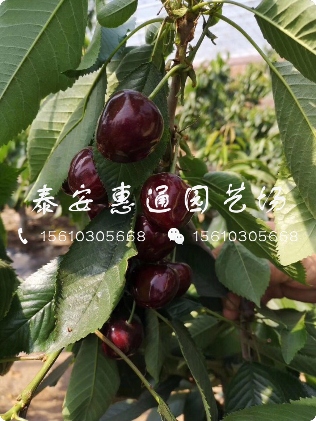 山東紅燈櫻桃樹、紅燈櫻桃樹搭配什么授粉樹