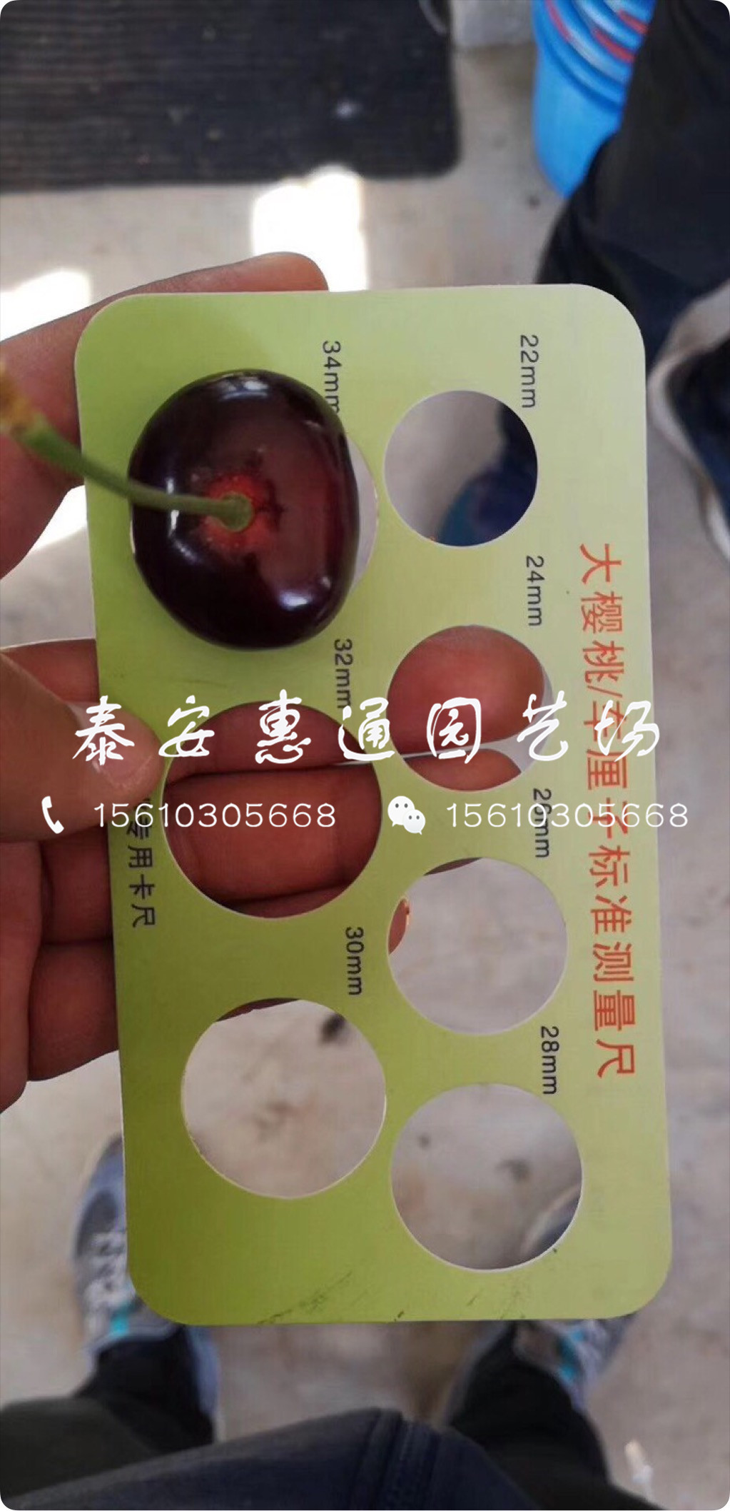 紅燈櫻桃樹帶土價格、紅燈櫻桃樹介紹