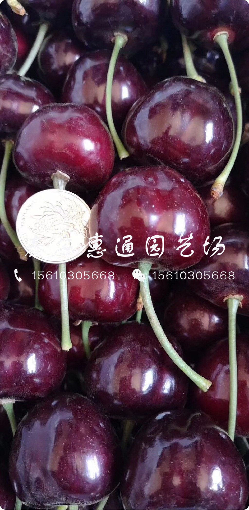 紅燈櫻桃樹帶土價格、紅燈櫻桃樹介紹
