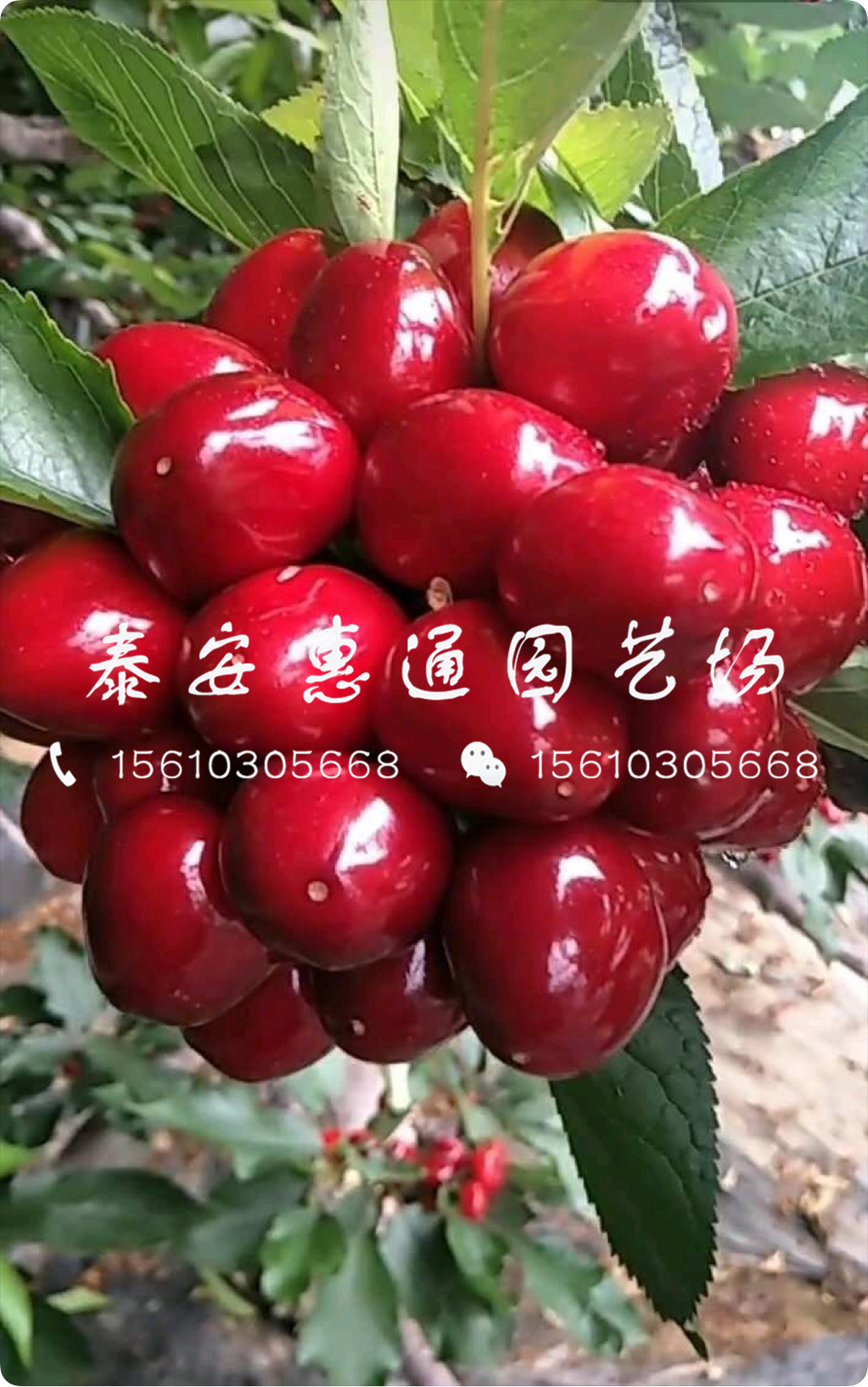 耐寒的紅燈櫻桃樹什么價格