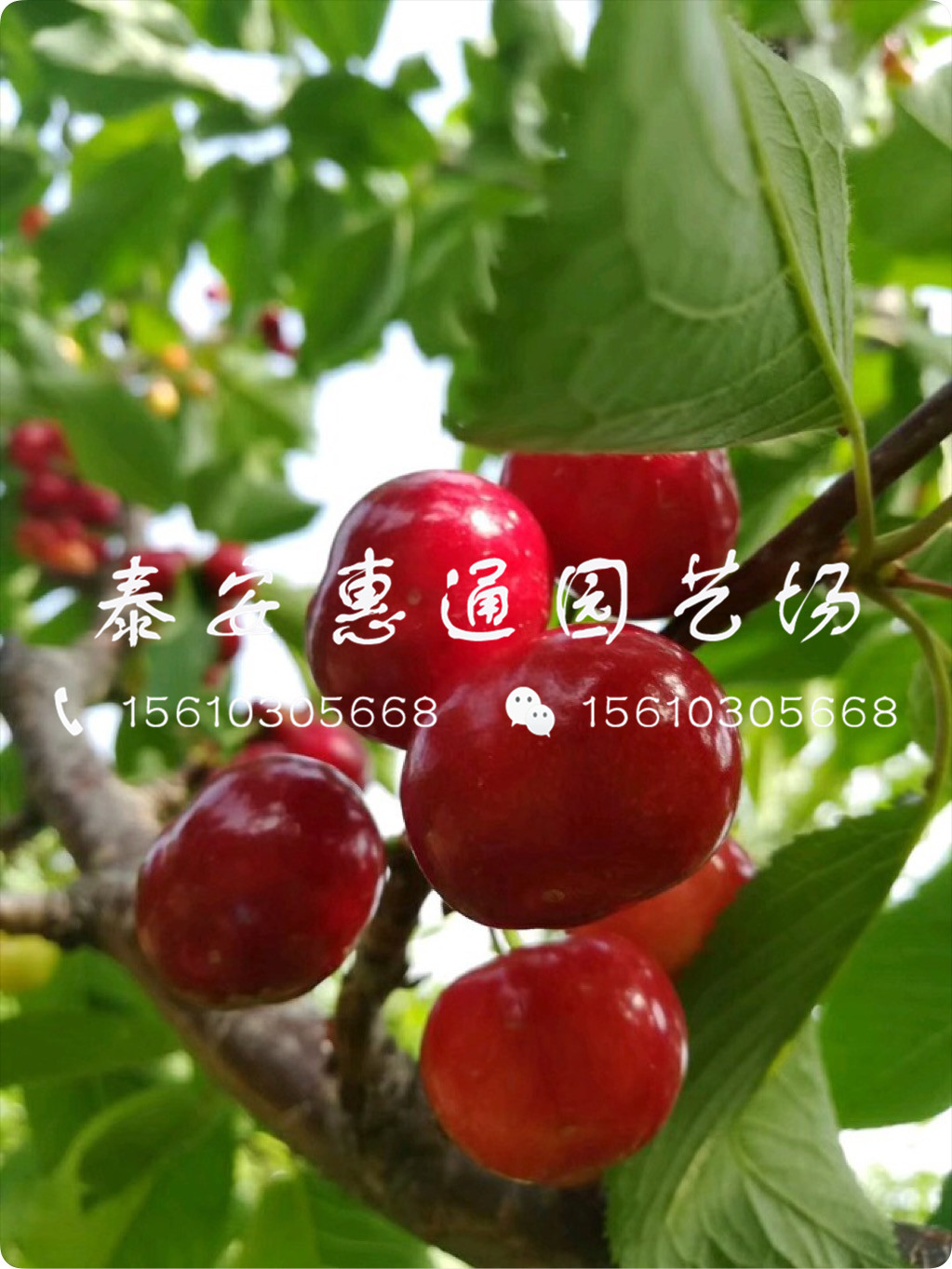 抗凍的紅燈櫻桃樹、紅燈櫻桃樹技術管理