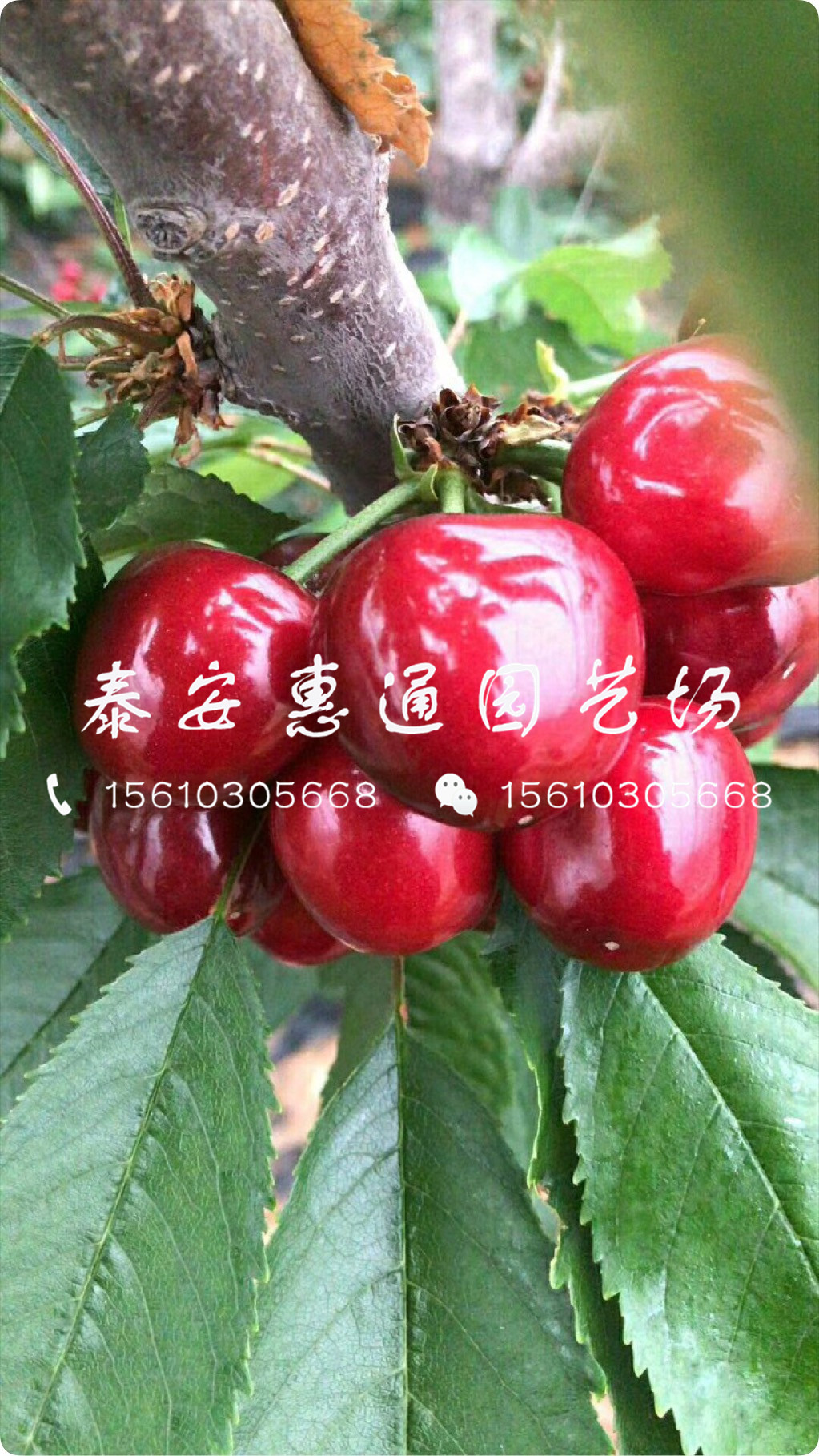 抗凍的紅燈櫻桃樹、紅燈櫻桃樹技術管理