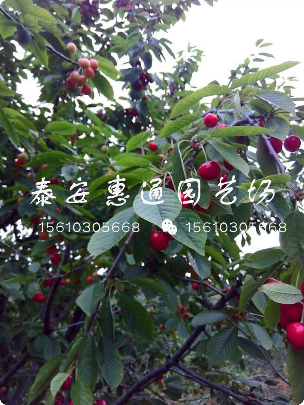 紅燈櫻桃樹去年價格、紅燈櫻桃樹介紹