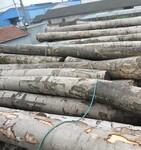 木材板材原木一般贸易进口佛山标准流程